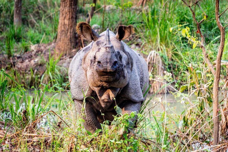 From Kathmandu/Pokhara: Private 3-Day Chitwan Safari Tour - Who will get the most from this Chitwan trip