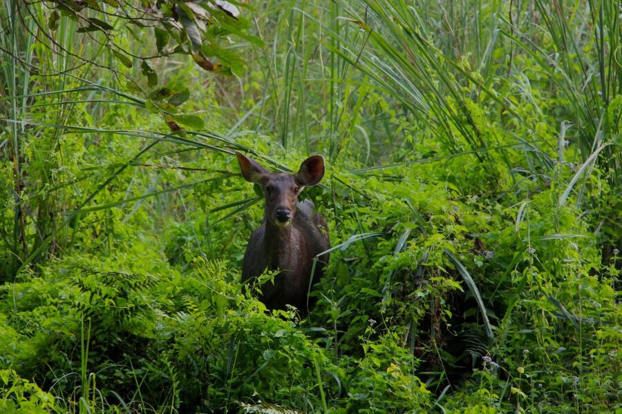 From Kathmandu/Pokhara: Private 3-Day Chitwan Safari Tour - Where this tour may fall short