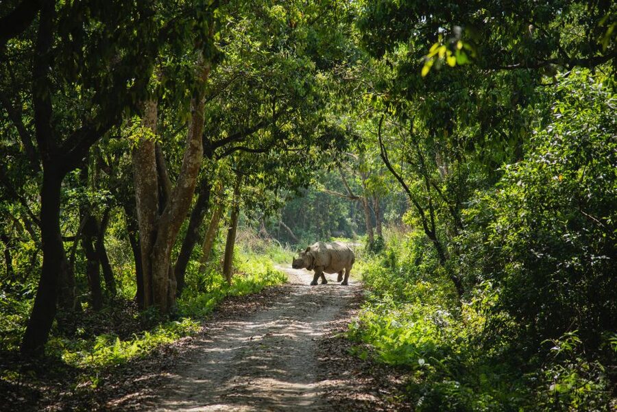 From Kathmandu/Pokhara: Private 3-Day Chitwan Safari Tour - From Kathmandu or Pokhara to the jungle
