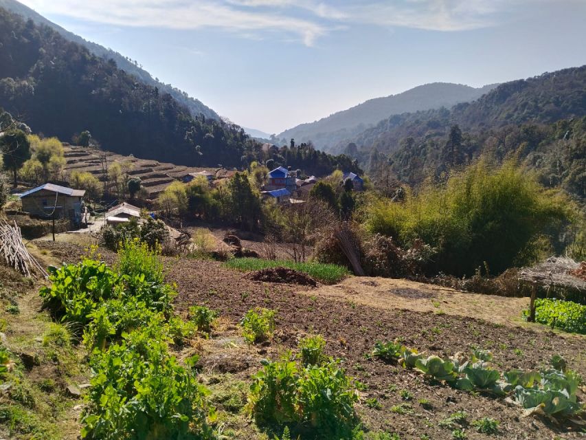 From Pokhara: 10-Day Poon Hill and Annapurna Base Camp Trek - Day 4: Tadapani to Chhomrong