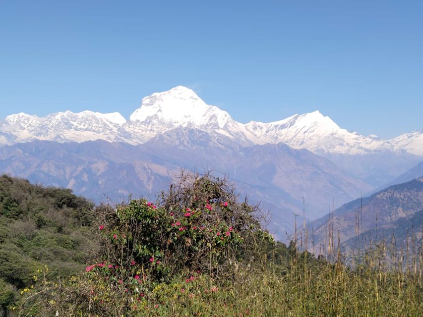 From Pokhara: 10-Day Poon Hill and Annapurna Base Camp Trek - Day 6: Bamboo to Deurali