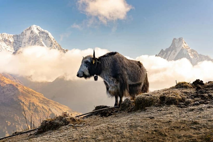 From Pokhara: 4-Day Mardi Himal Base Camp Trek - Day 4: Low Camp, Siding, Lumre, and Pokhara