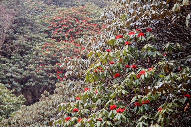 Ghorepani Poon Hill Trek - Day 4: Poon Hill before dawn, then Tadapani