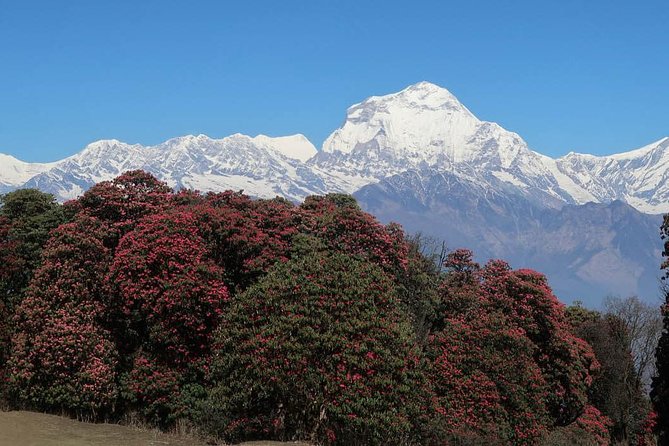 Ghorepani Poonhill Trek -8 Days - Day 6: Tadapani to Ghandruk and Gurung village life