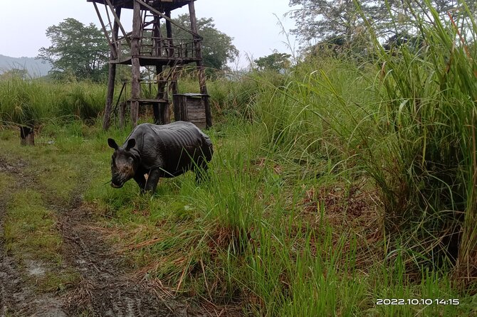 Jeep safari (4-5 hrs. Sharing) inside Chitwan National Park. - Why the Open-Hood Jeep Matters