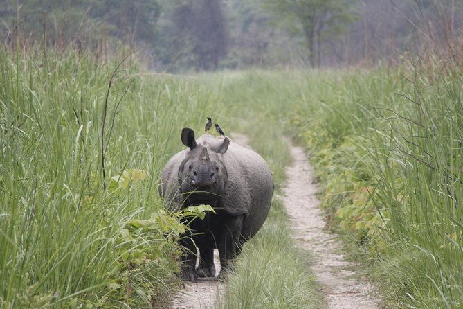 Jungle Towernight Stay In Chitwan National Park ,nepal-2 Nights 3 Days Package - Canoeing among crocodiles