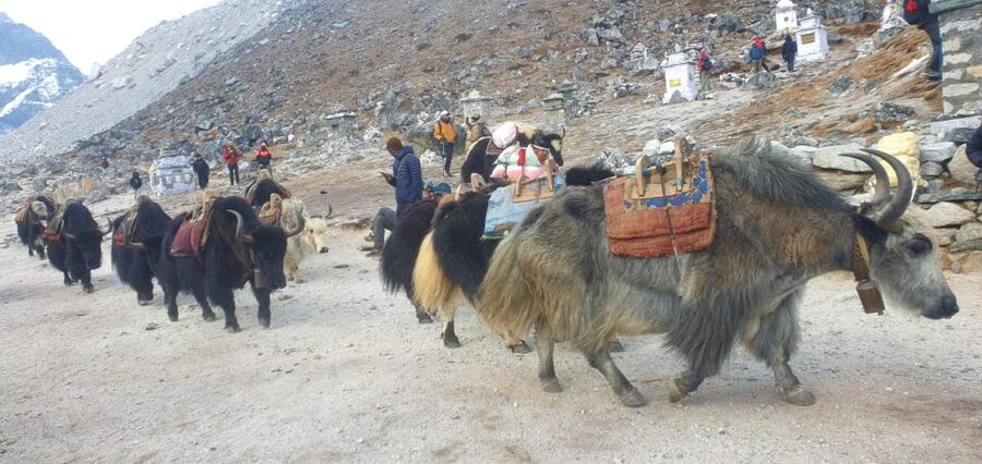 Kathmandu: 14-Day Everest Base Camp with Kala Patthar Trek - Day 9: Lobuche to Gorak Shep and Everest Base Camp