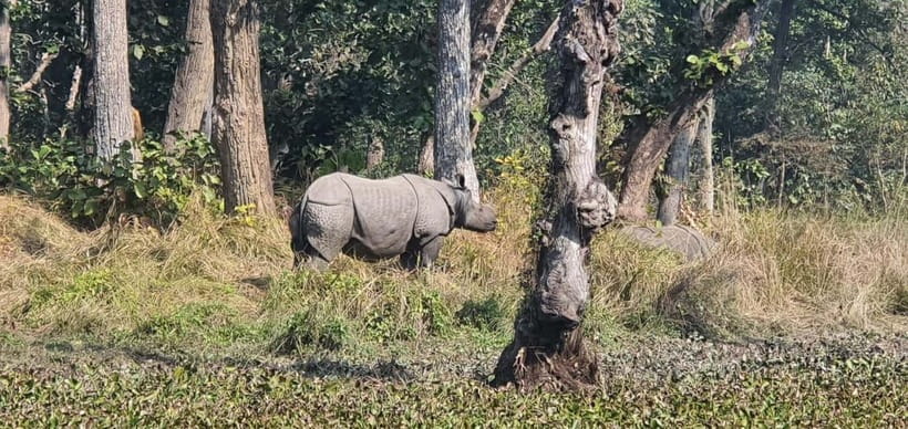 Kathmandu: 3-Day Chitwan Safari Tour with Hotel Transfers - Day two: crocodiles, a jungle walk, and the jeep safari