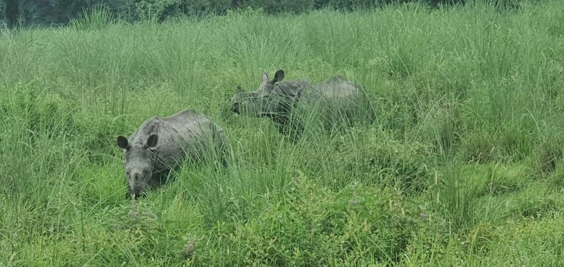 Kathmandu: 3-Day Chitwan Safari Tour with Hotel Transfers - Hotels, meals, and the value of $151