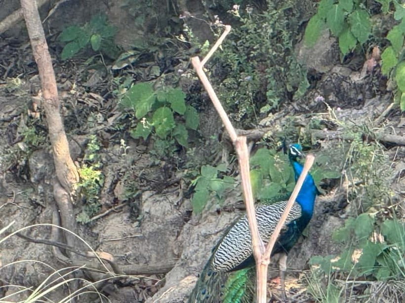 Kathmandu: 3-Day Chitwan Safari Tour with Hotel Transfers - FAQ