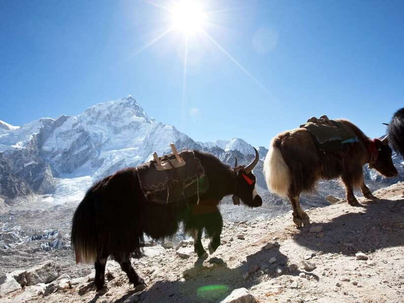 Kathmandu: 6 Days Langtang Valley Trek with Kyanjin Ri - What the Langtang Valley route feels like