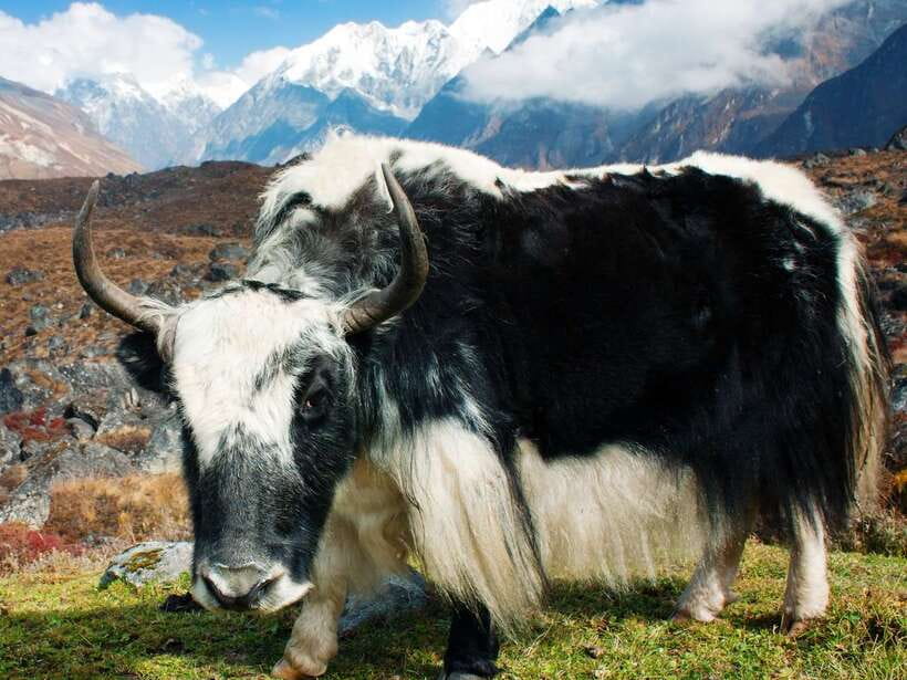 Kathmandu: 6 Days Langtang Valley Trek with Kyanjin Ri - Day 5: Returning to Syabrubesi beside the Langtang River