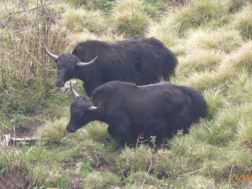 Kathmandu: 8-Day Annapurna Circuit Trek via Thorong La Pass - Day 6: Yak Kharka to Thorong Phedi