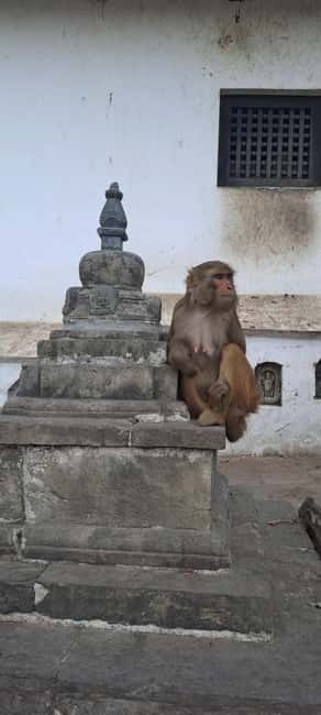 Kathmandu: Chandragiri cable car & Swayambhunath Tour - Climbing into Swayambhunath’s monkey-filled courtyard