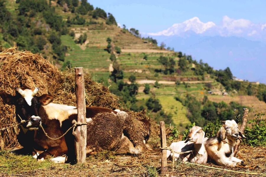 Kathmandu: Chisapani Nagarkot 3-Days 2-Nights Trek - The mountain views depend on the month and the clouds