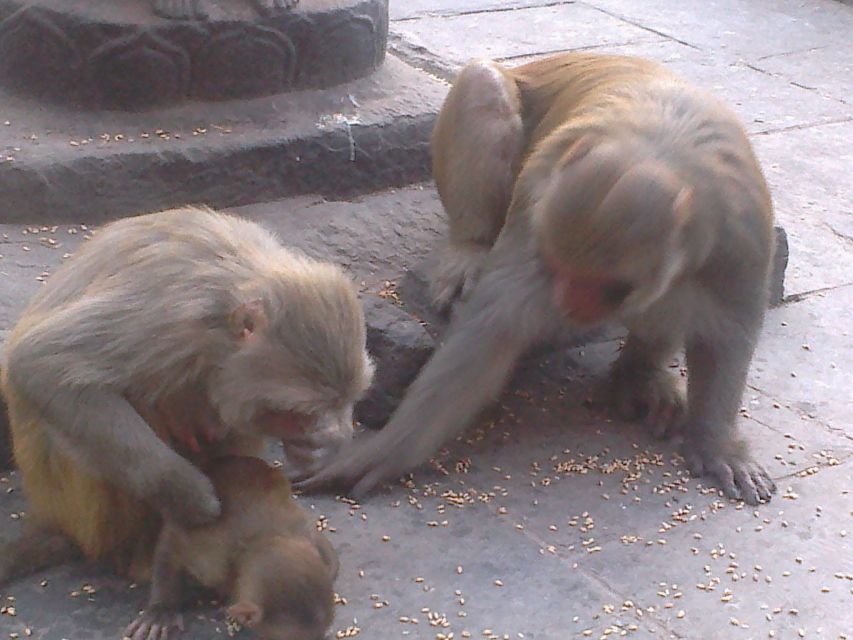 Kathmandu: Monkey Temple and Chandragiri Cable Car Ride Tour - Who should book this Kathmandu day tour?
