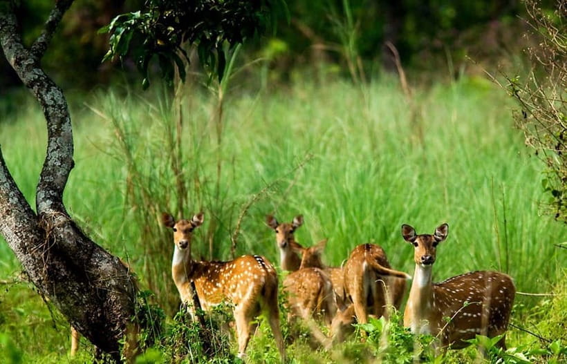 Kathmandu/Pokhara: 3 Day Chitwan Jungle Safari Tour - Why Chitwan makes a good break from Kathmandu or Pokhara