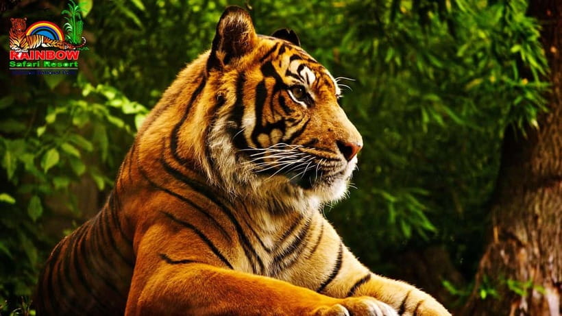 Kathmandu/Pokhara: 3 Day Chitwan Jungle Safari Tour - The food and resort experience at Rainbow Safari Resort