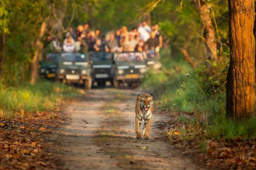 Kathmandu/Pokhara: 3 Day Chitwan Jungle Safari Tour - Who should book this Chitwan safari