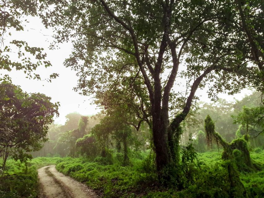 Kathmandu/Pokhara: Wildlife, Culture and Jungle Safari Tour - From Kathmandu or Pokhara to Sauraha