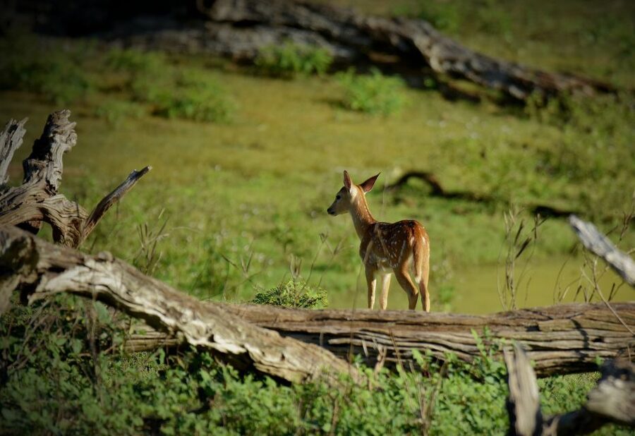 Kathmandu/Pokhara: Wildlife, Culture and Jungle Safari Tour - Meals, rooms, and what the $120 covers