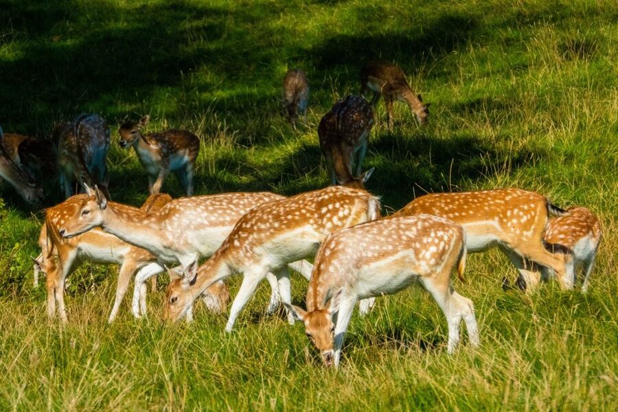 Kathmandu/Pokhara: Wildlife, Culture and Jungle Safari Tour - Checking into Chitwan Village Resort