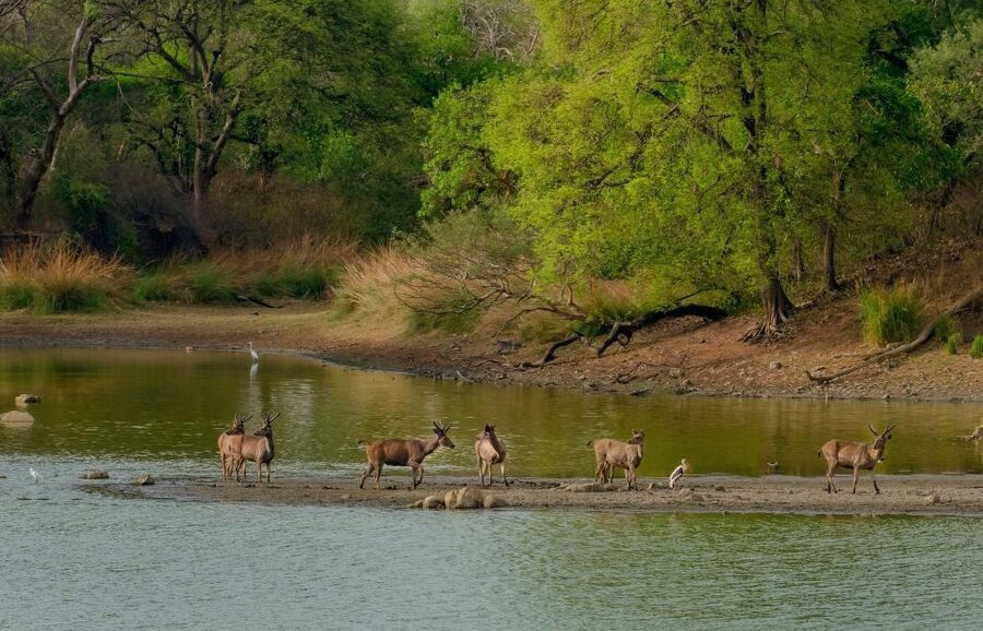 Kathmandu/Pokhara: Wildlife, Culture and Jungle Safari Tour - Jeep safari through Chitwan National Park