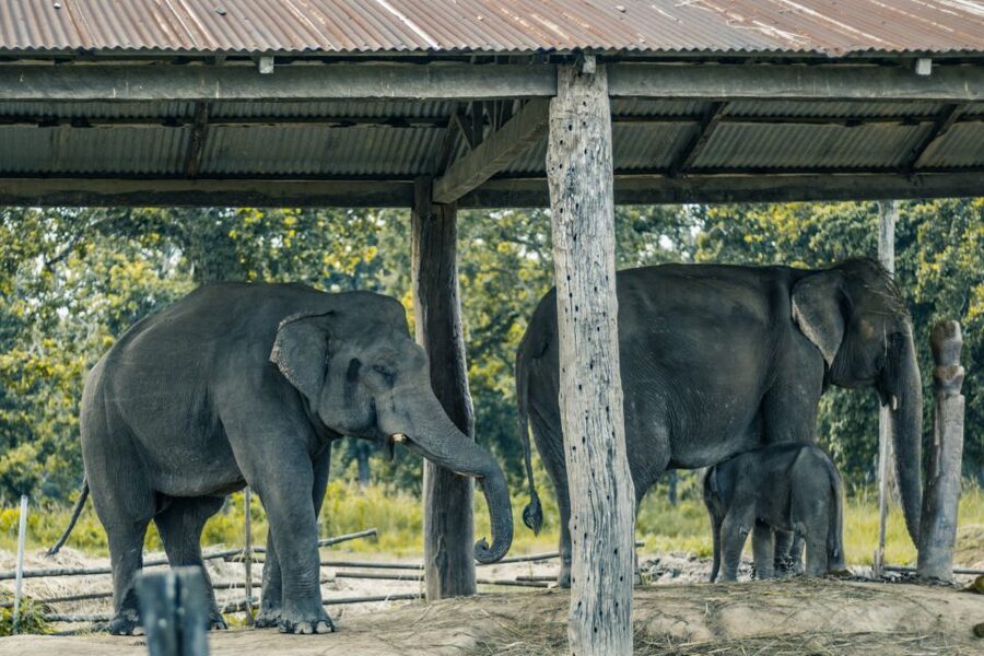 Kathmandu/Pokhara: Wildlife, Culture and Jungle Safari Tour - Why I recommend the Jeep over the elephant ride