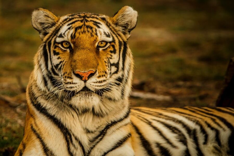 Kathmandu/Pokhara: Wildlife, Culture and Jungle Safari Tour - Bird watching and the guided jungle walk