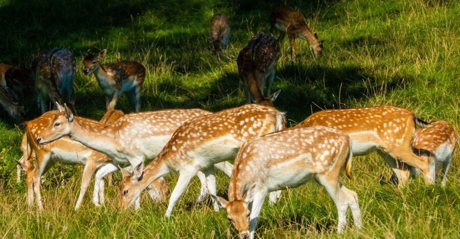 Kathmandu/Pokhara: Wildlife, Culture and Jungle Safari Tour - Tharu dance and dinner on the first evening