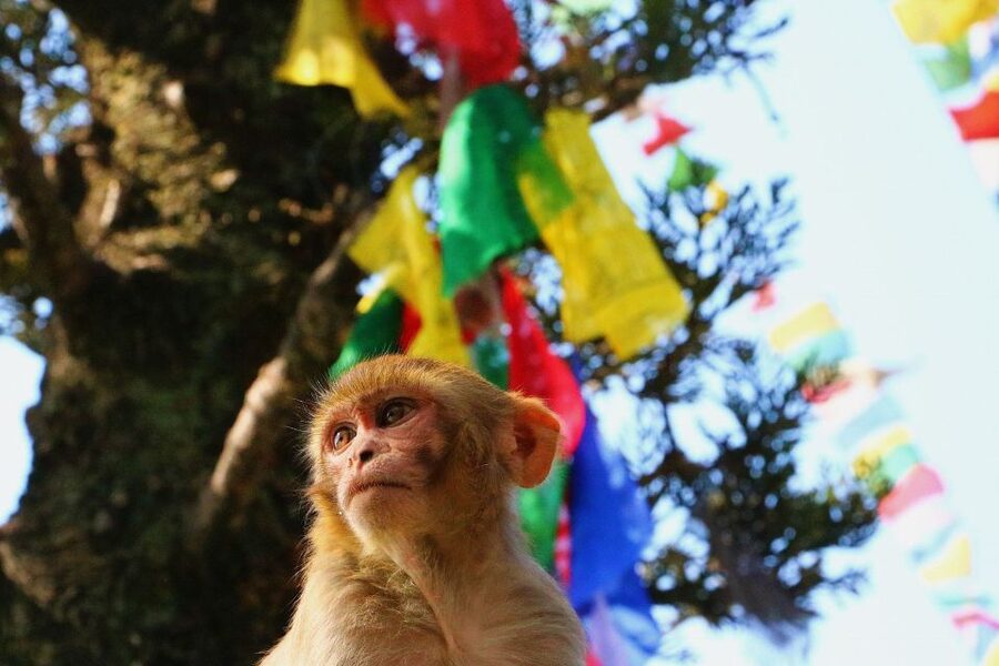Kathmandu: Private City Guided Tour - What to bring and how to prepare