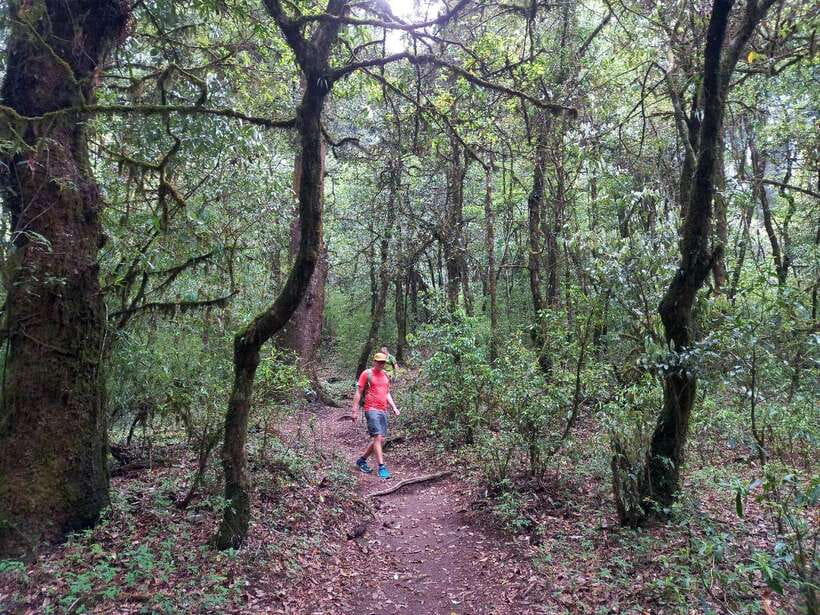 Kathmandu: Shivapuri Day Hike with Lunch - A Private Guide Makes the Route Easier