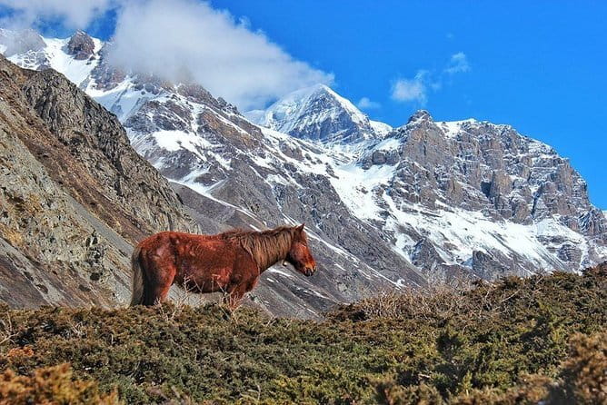 Kathmandu to Langtang Valley 7-Day Trek - Day 5: Kyanjin Ri at 4,773 meters