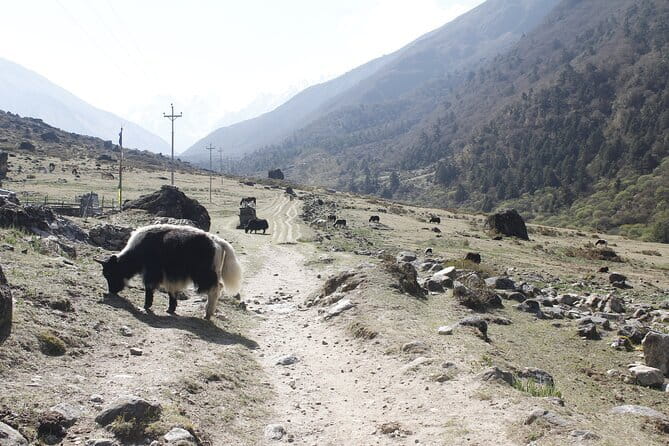 Langtang Trek from Kathmandu 7 Days - Key things to know before booking
