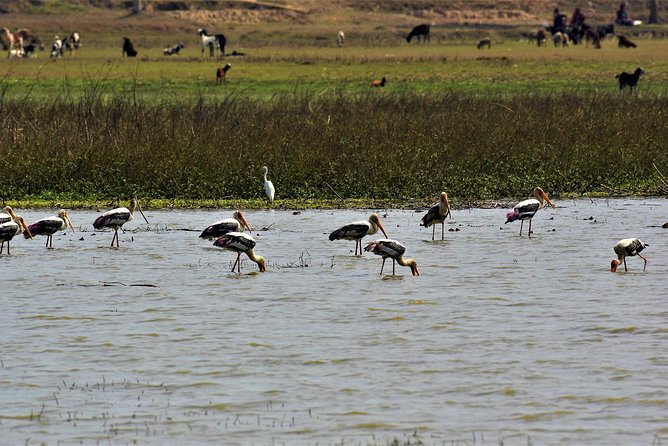 Nepal Birding - The Chitwan and Gadhi-Siraichuli route
