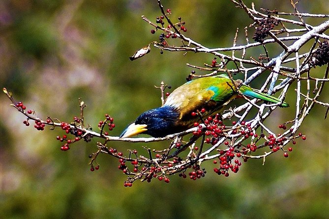 Nepal Birding - Birding with a private guide