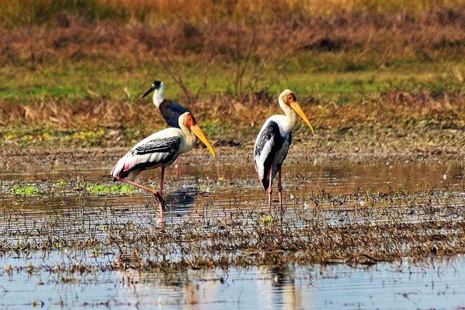 Nepal Birding - Shivapuri Nagarjun National Park and the monal possibility