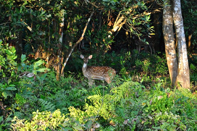 Nepal Classic Tour -12 Days - Chitwan adds rhinos, crocodiles, and a slower rhythm