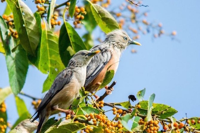 Phulchoki bird-watching tour - Key points before you book