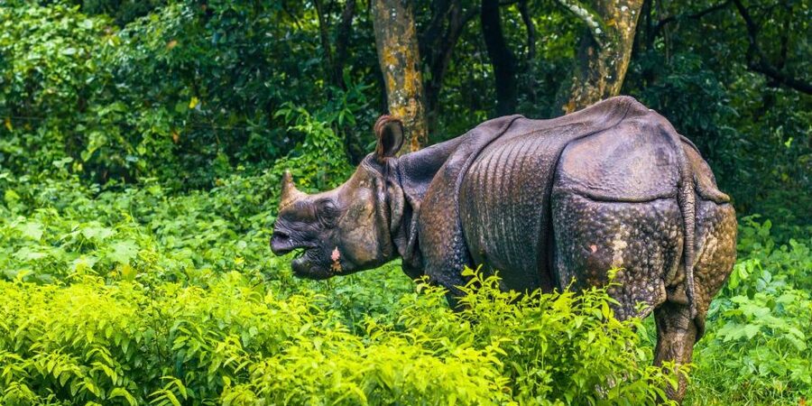 Pokhara: 1 Night 2 Day Chitwan Safari Tour - Key points to know before you book