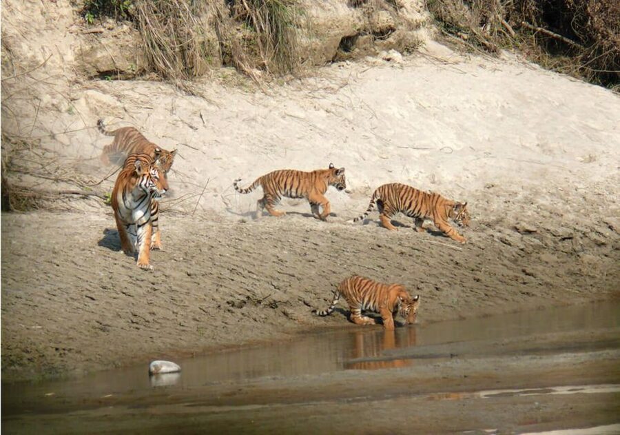 Pokhara: 1 Night 2 Day Chitwan Safari Tour - From Pokhara’s hotel lobby to Chitwan’s Terai