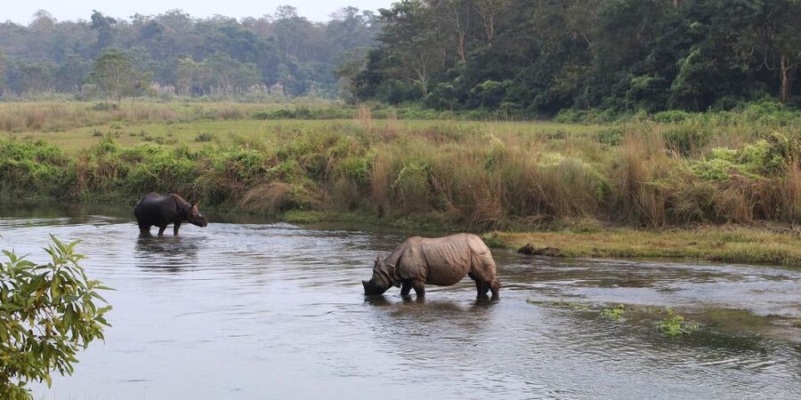 Pokhara: 1 Night 2 Day Chitwan Safari Tour - Jeep safari: the main wildlife outing