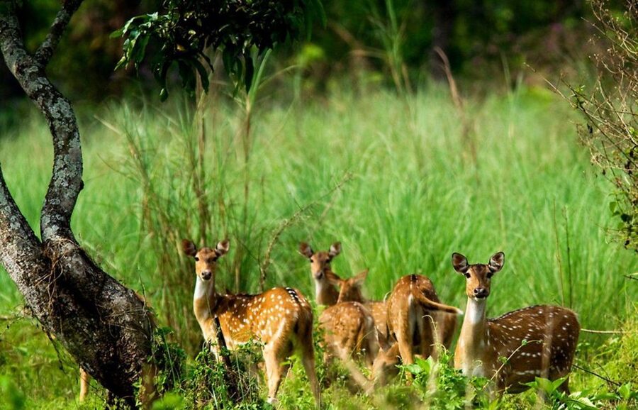 Pokhara: 1 Night 2 Day Chitwan Safari Tour - Booking flexibility and useful practical details