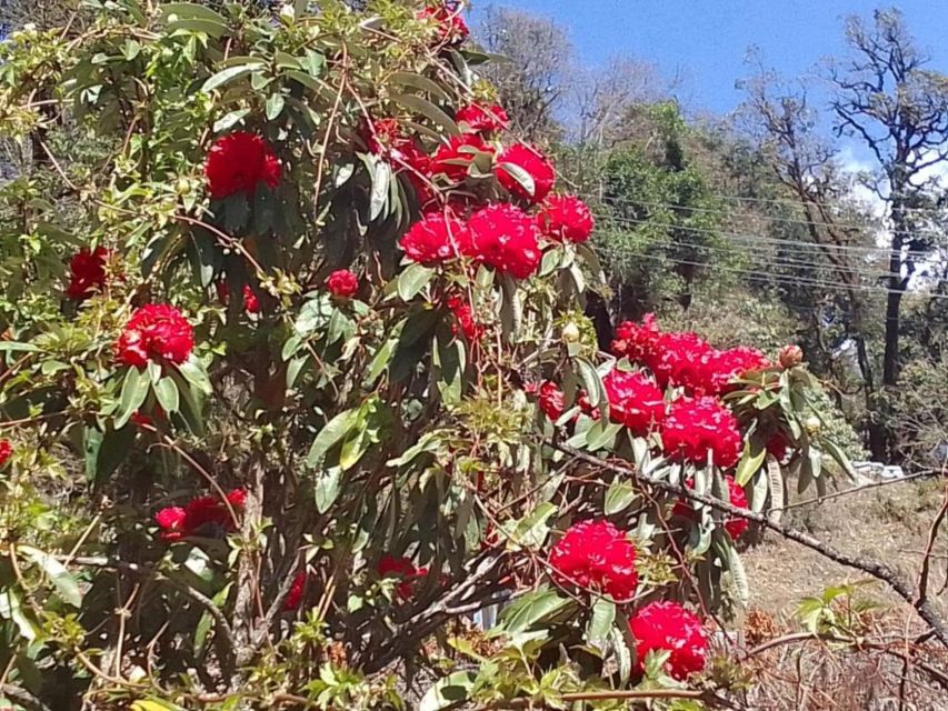 Pokhara: 3-Day Ghorepani, Poon Hill and Ghandruk Guided Trek - When the $207 price feels worthwhile
