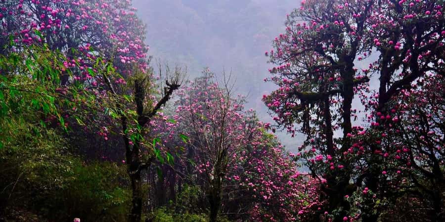 Pokhara: 3- days Poon Hill Trek - Day 3: Poon Hill before sunrise