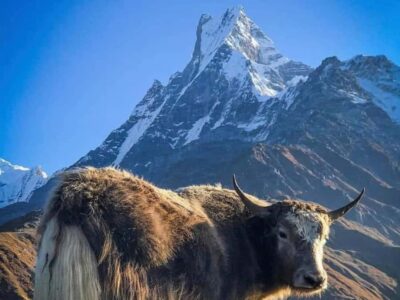 4-Day Mesmerizing Mardi Himal Guided Trek