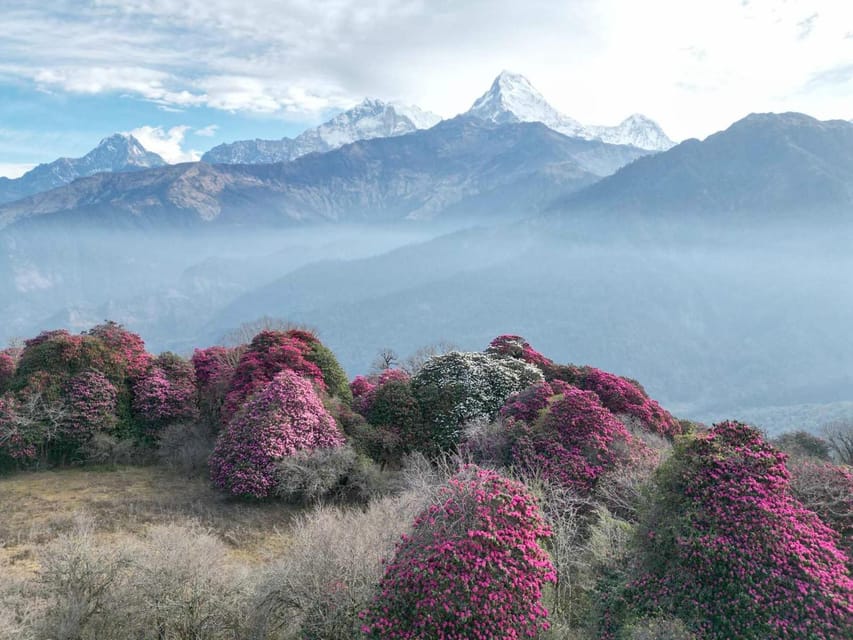 Pokhara: 7-Day Annapurna Base Camp Via PoonHill & Hot Spring - Day 6: Returning from base camp to Bamboo