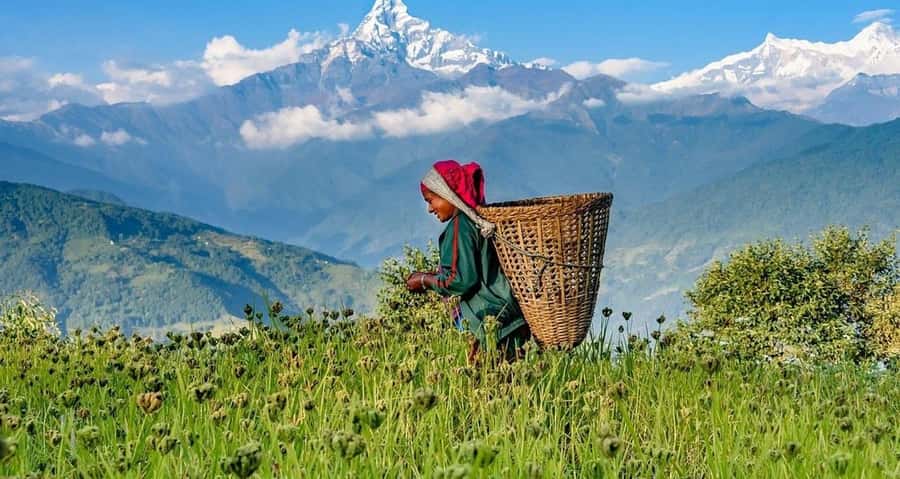 Pokhara: Guided Day Hike From Dampus To Australian Base Camp - Who should book this hike