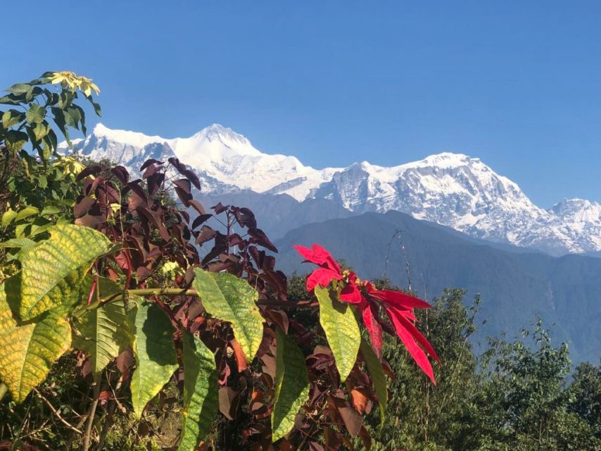 Pokhara: Sunrise Tour to Sarangkot - My call: book it for ease, timing, and the chance of clear peaks