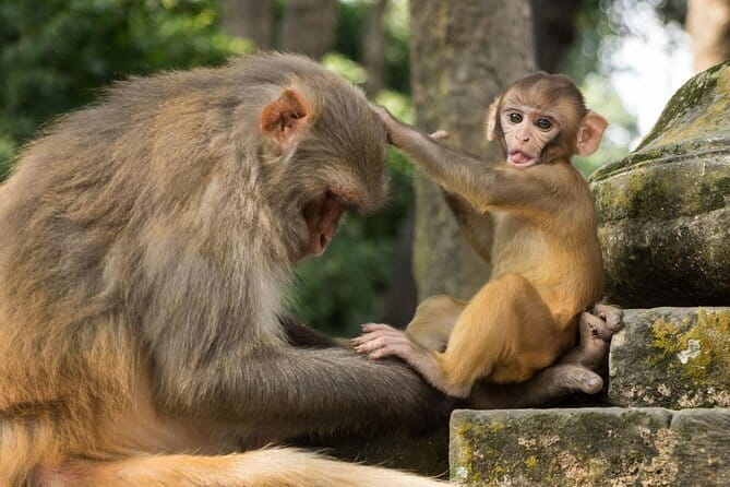 Private Full-Day Kathmandu All 7 UNESCO World Heritage Sites Tour - Swayambhunath, the hilltop Monkey Temple